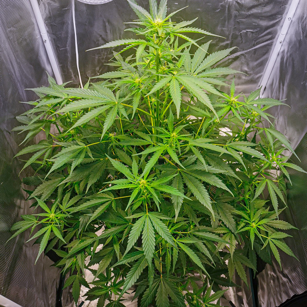 6 неделя выращивания Куст ростом 90 см