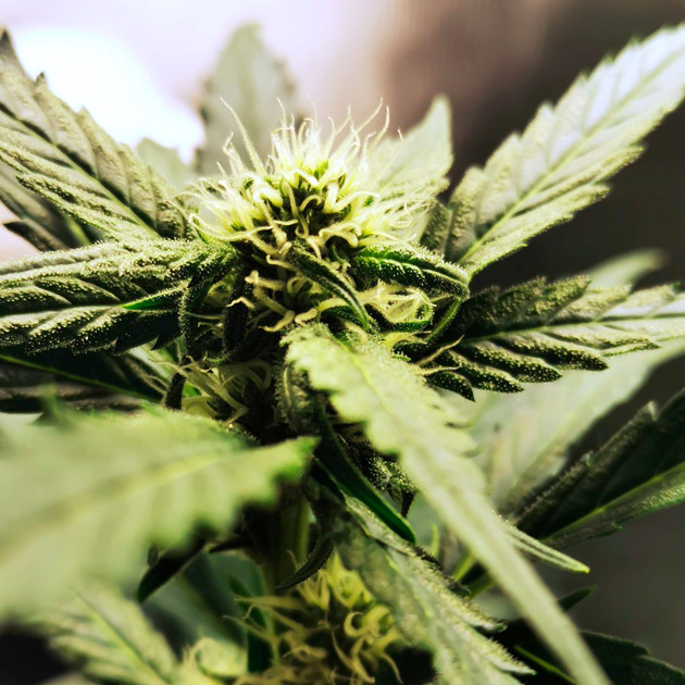 Появление трихом на 7 неделе выращивания Стигмы на шишке конопли