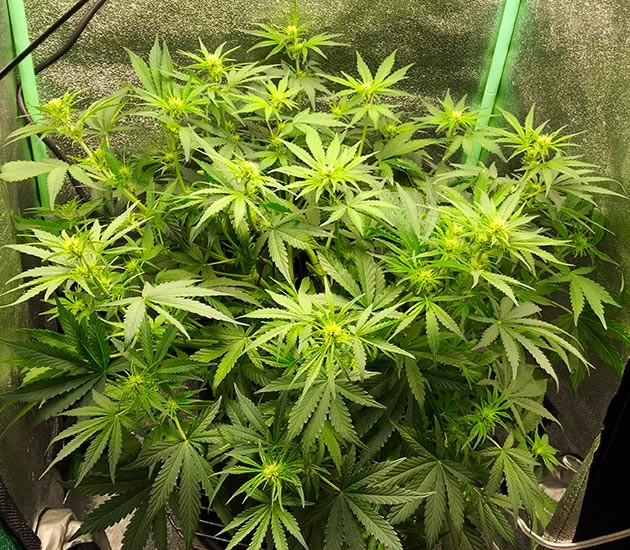 Появление легкого аромата на соцветиях Соцветия с белыми волосками на кусте конопли