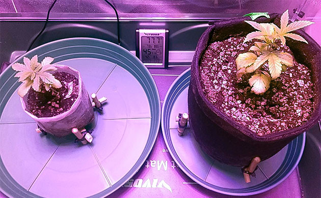 Vanilla Frosting: желтение и уход