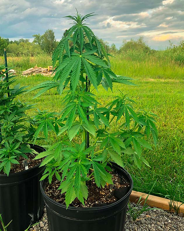 Подвязка стебля к дополнительной опоре Куси конопли высотой 58 см