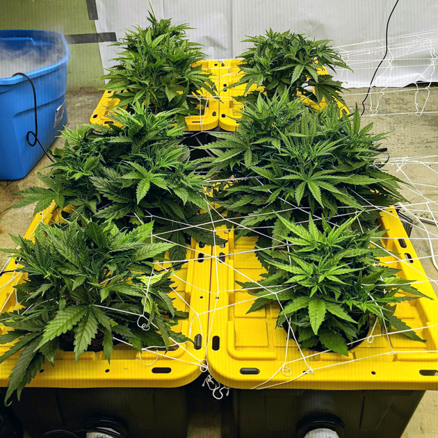 Кусты Girl Scout Cookies auto fem под сеткой ScrOG