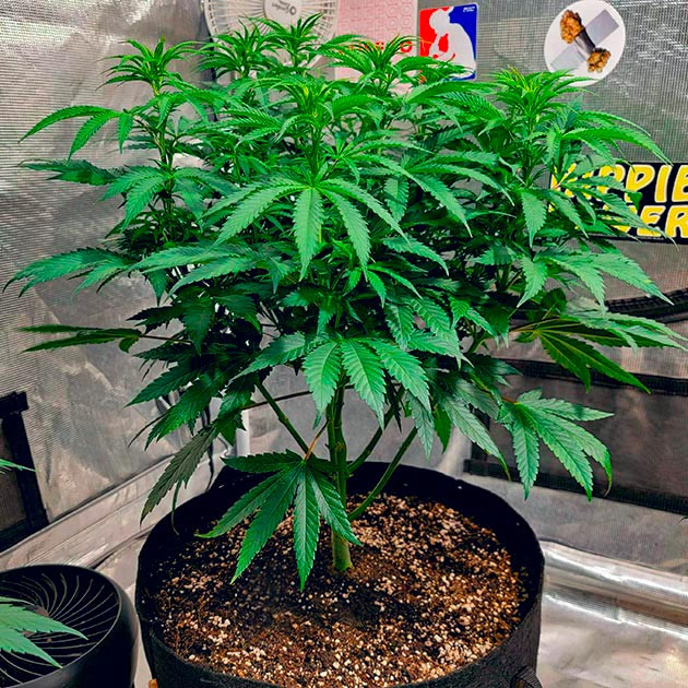 Начало стимуляции цветения DDoS #33 Увеличение углекислого газа для DDoS #33