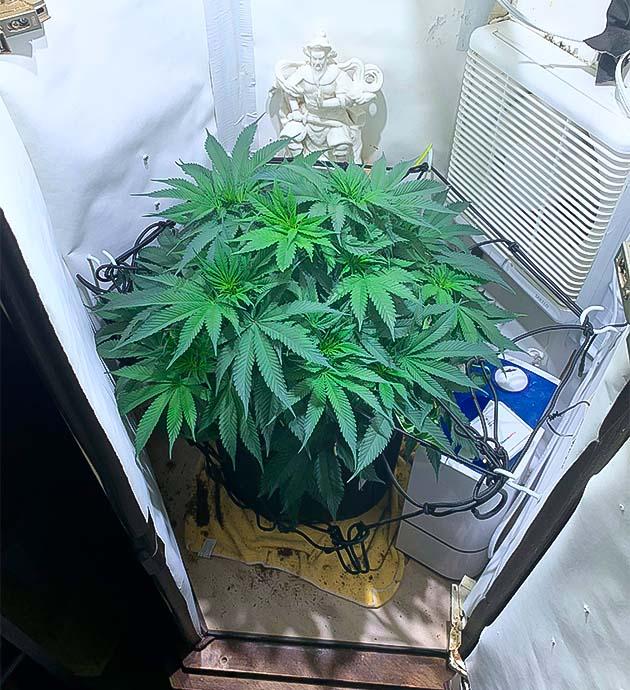 Trainwreck начало цветения и формирование шишек Trainwreck на старте цветения