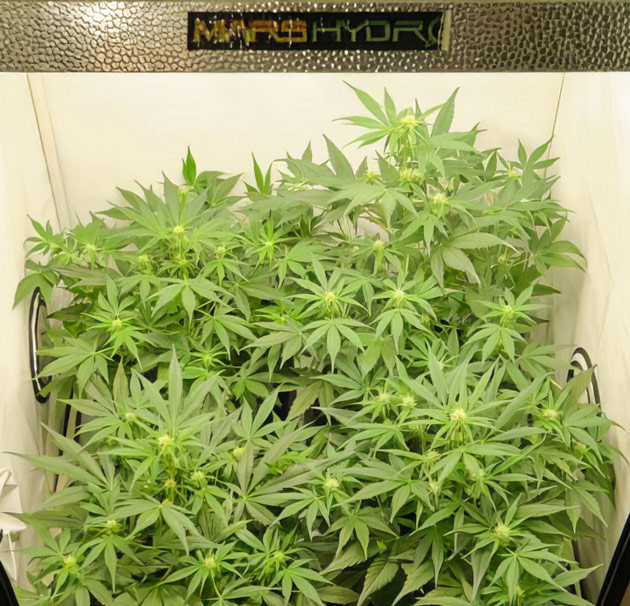 Дефолиация марихуаны Кусты Apollo F1 Auto от Royal Queen Seeds ростом 45 см