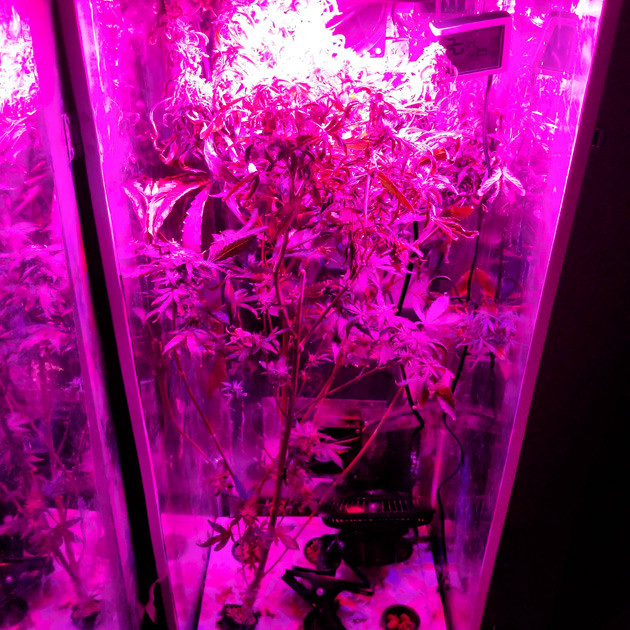 Проблемы с высоким ростом куста Куст ростом 95 см