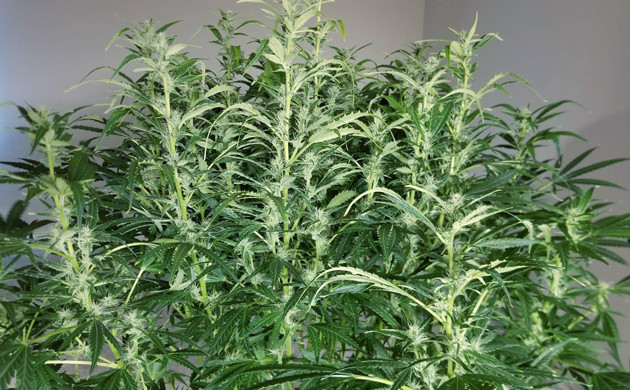 Выполнение дефолиации на 9 неделе выращивания Lemon AK auto fem Развитие каннабиса Lemon AK auto fem на этапе цветения