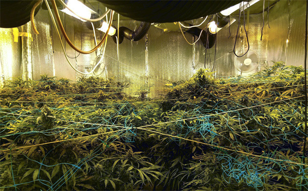 Кусты перед харвестом Созревшие кусты Tangie’matic