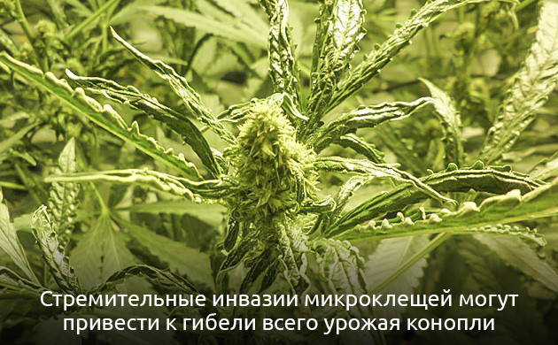 Разнообразие вредоносных клещей Клещи: маленькие враги каннабиса