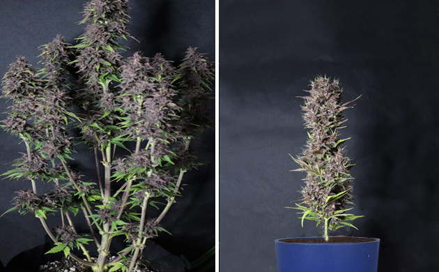 Тренировки и их суть Техники выращивания конопли