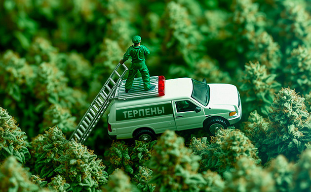 Зачем растениям гумулен: защита от стресса и вредителей Гумулен и другие терпены: химическое оружие растений