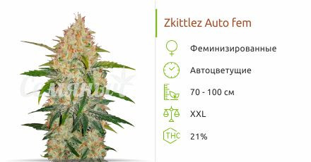Сорт конопли Zkittlez Auto Zkittlez Auto от FastBuds