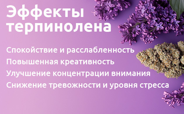 Эффекты терпинолена в каннабисе Терпинолен: влияние на психику и тело