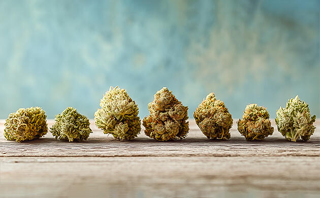 История сорта от Цвипа до всемирной легенды История происхождения сорта