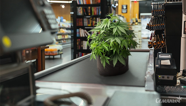 Сорта каннабиса для коммерческого грова Корммерческие сорта марихуаны