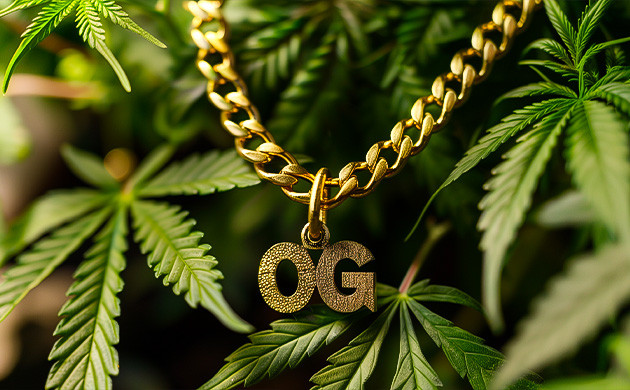 История и влияние OG Kush Мэтт Бергер и создание OG Kush