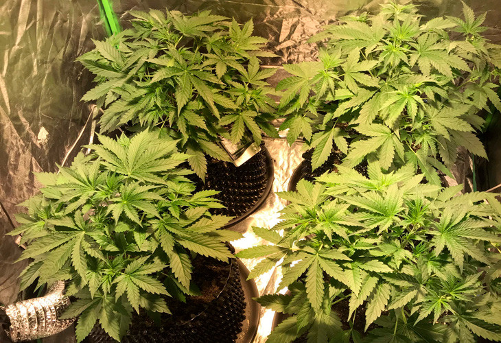 Изменение схемы питания Рост кустов Jack 47 auto на 4 неделе выращивания