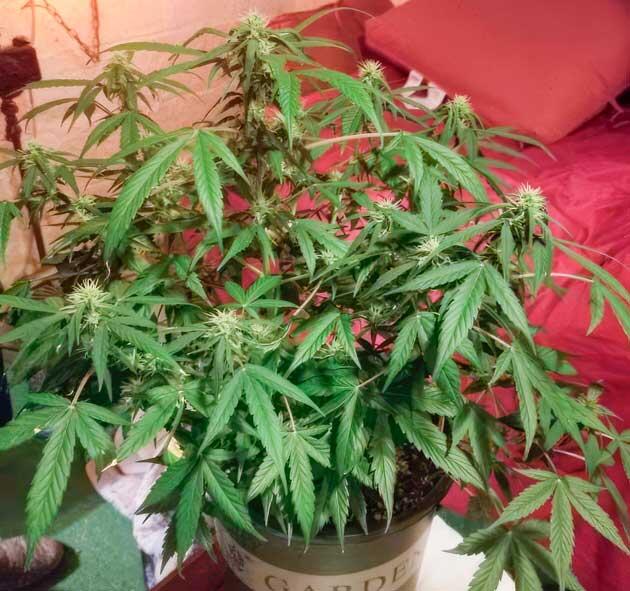 Стабильный рост и развитие марихуаны Каннабис на 8 неделе роста