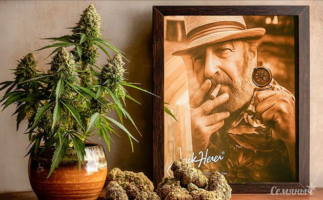 Jack Herer: обзор легендарной генетики и ее влияния на организм Канна-легенды: император Jack Herer