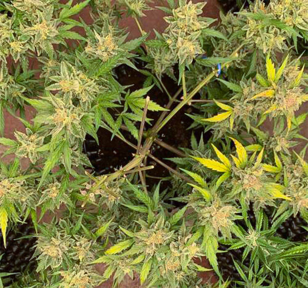 Auto Mokum’s Tulip: приближение к харвесту Подготовка к уборке урожая Auto Mokum’s Tulip