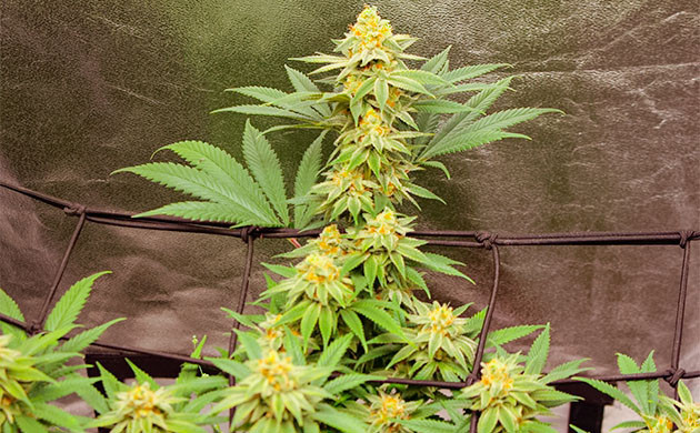 Подготовка к харвесту конопли Sugar Bomb Punch Подготовка к харвесту Sugar Bomb Punch