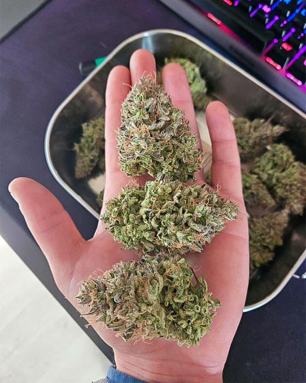 Харвест Lemon Cherry Gelato Auto R3
