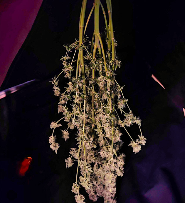 Сбор урожай с куста Sweet Cherry Pie предхарвест кустов Sweet Cherry Pie