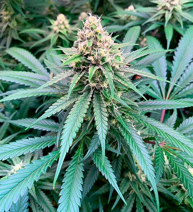 Фиолетовый оттенок на соцветиях Куст Gorilla Glue #4 от Blimburn Seeds ростом 80 см