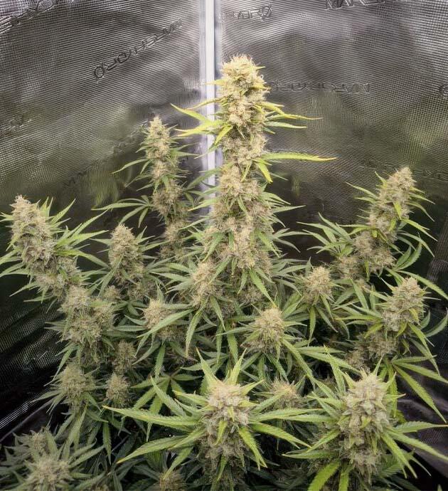 Куст Apple Strudel Auto от FastBuds на 10 неделе