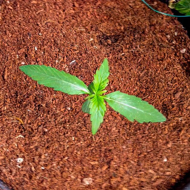 Проращивание сорта Grandmommy Purple Auto