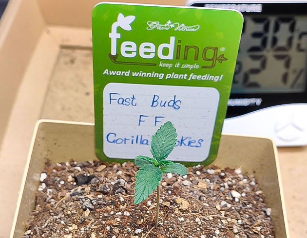 Полив и обеспечение комфортной среды Росток Gorilla Cookies FF от FastBuds