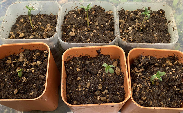 Проращивание Golosa от Delicious Seeds Проращивание семян Голоса