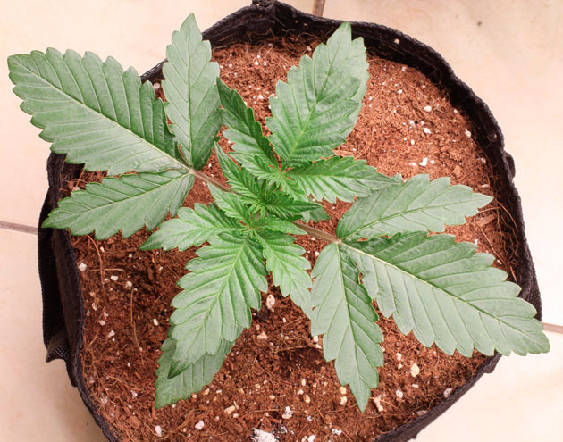 Вторая неделя выращивания конопли Orange Apricot Glue XL Auto ростом 12 см