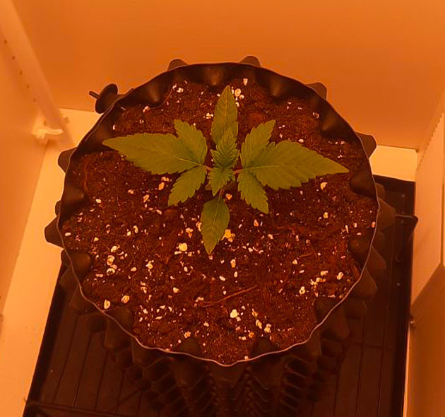 Полив конопли Растишка Dos-Vi-Dos fem от Семяныча на 1-2 неделе