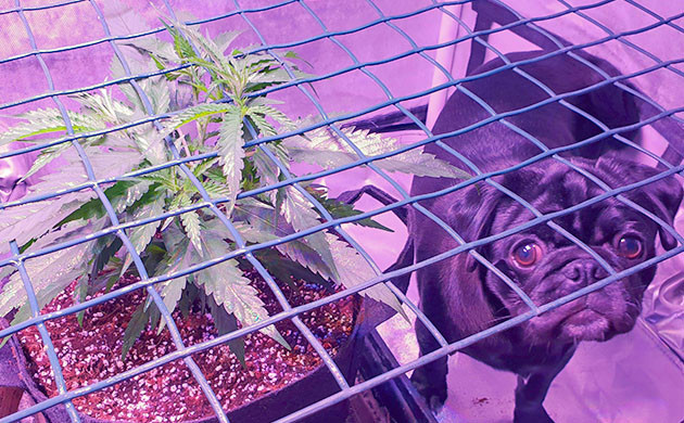 Установка сетки ScrOG Куст Think Different Auto и мопс