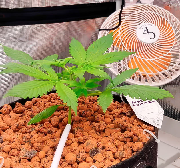 Топпинг Amnesia Zkittlez Auto: первые шаги Лидер роста в гроубоксе Amnesia Zkittlez Auto