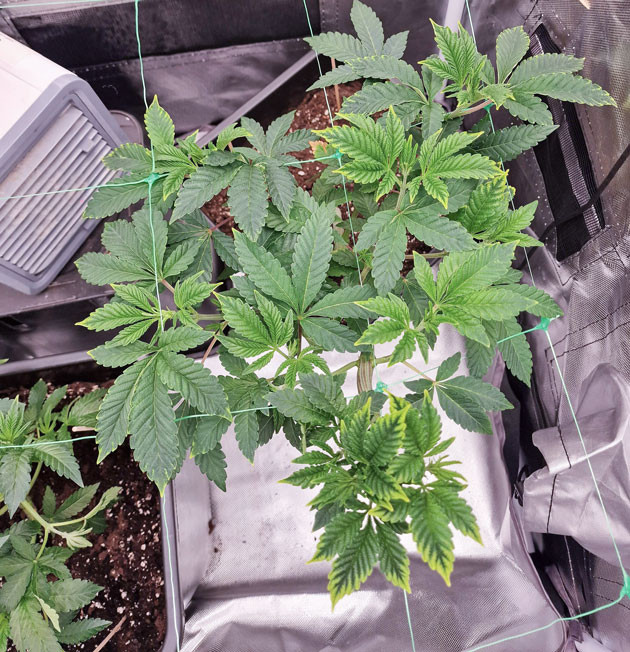 Восстановление растений Poddy Mouth Установка сетки ScrOG