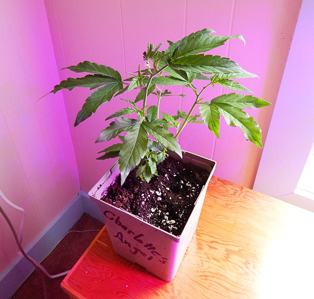 Топпинг конопли Обрезка верхушки куста