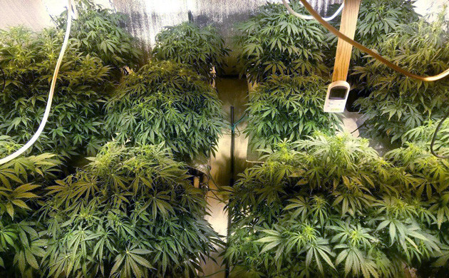 Начало фазы цветения Густые цветущие кусты