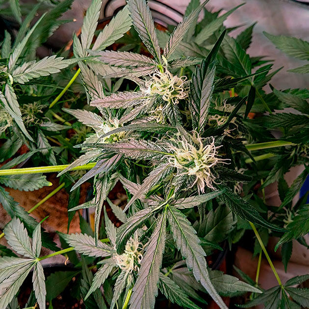 Куст Grandmommy Purple Auto на 4 неделе развития