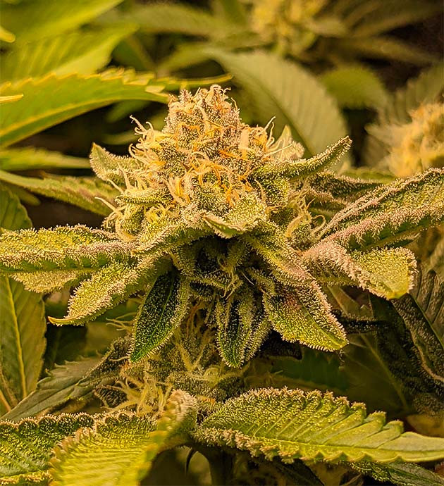 Цветение сорта Blue Gelato 41 Blue Gelato 41 на цветении
