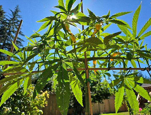 Рост марихуаны Куст Gorilla Cookies FF от FastBuds на 10-11 неделе