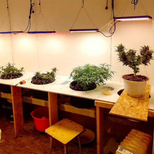 Стимуляция цветения сорта Alpha 21 Перевод на цветение растения Alpha 21