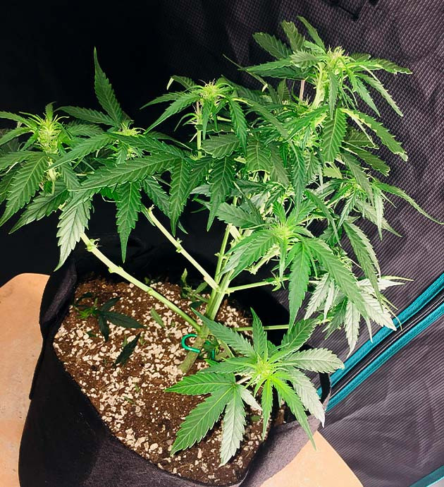 Цветение автоцветущих сортов конопли Начало цветения на 5 неделе