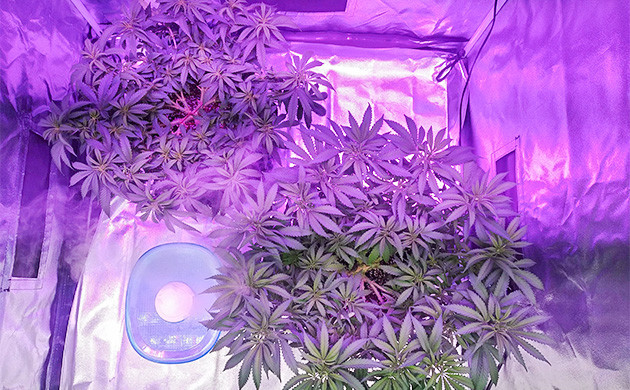 Super Lemon Haze на 6 неделе Кусты конопли в гроубоксе