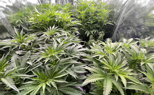 Замедление роста одного куста Увядание куста