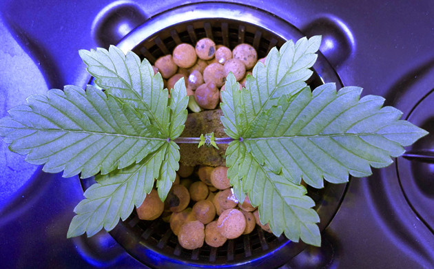 Рост растишки Раствор для конопли