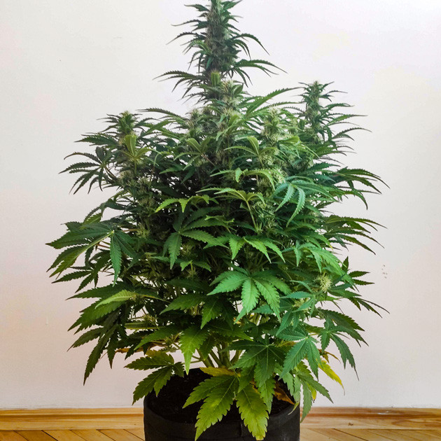 Появление запаха Рост конопли на 7 неделе выращивания 65 см
