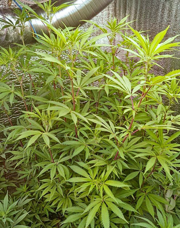 Конопля на 5 неделе роста Предцвет конопли