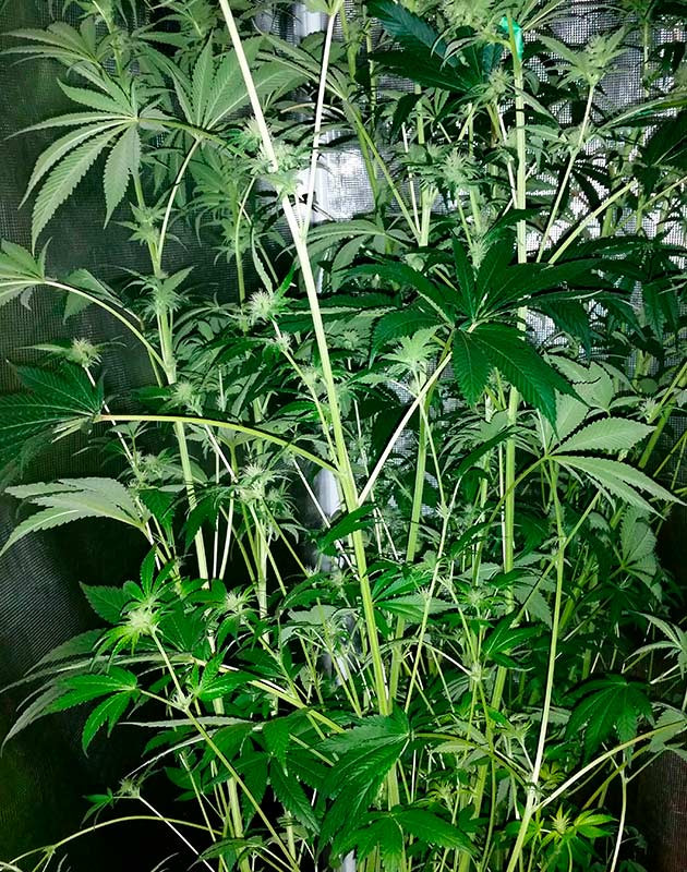 Суперкроппинг куста Куст высотой в 172 см